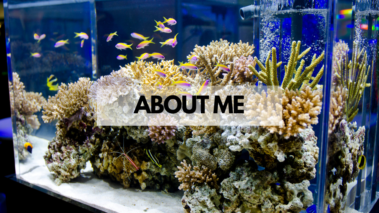 About Fishy Aquariums