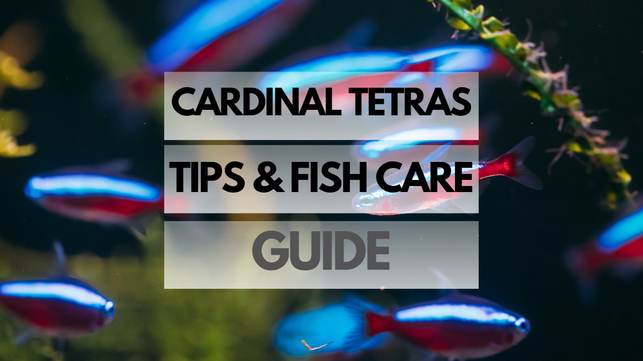 Pet Cardinal Tetra