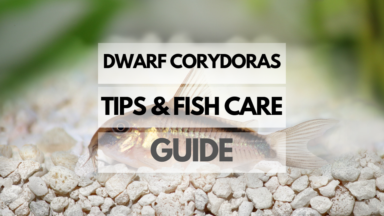 Pet Dwarf Corydoras