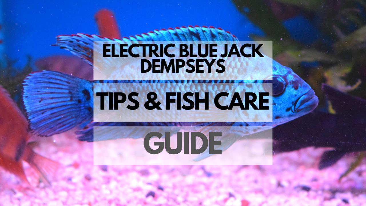 Pet Electric Blue Jack Dempsey