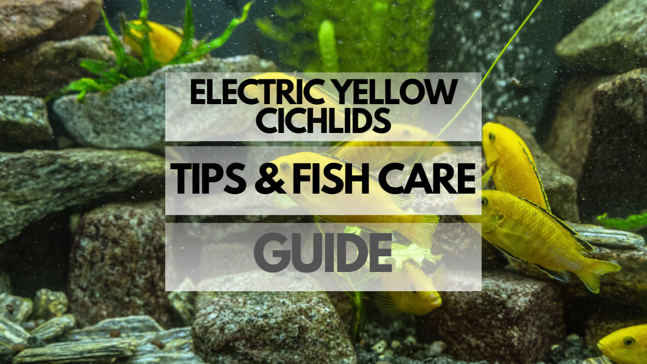 Pet Electric Yellow Cichlid