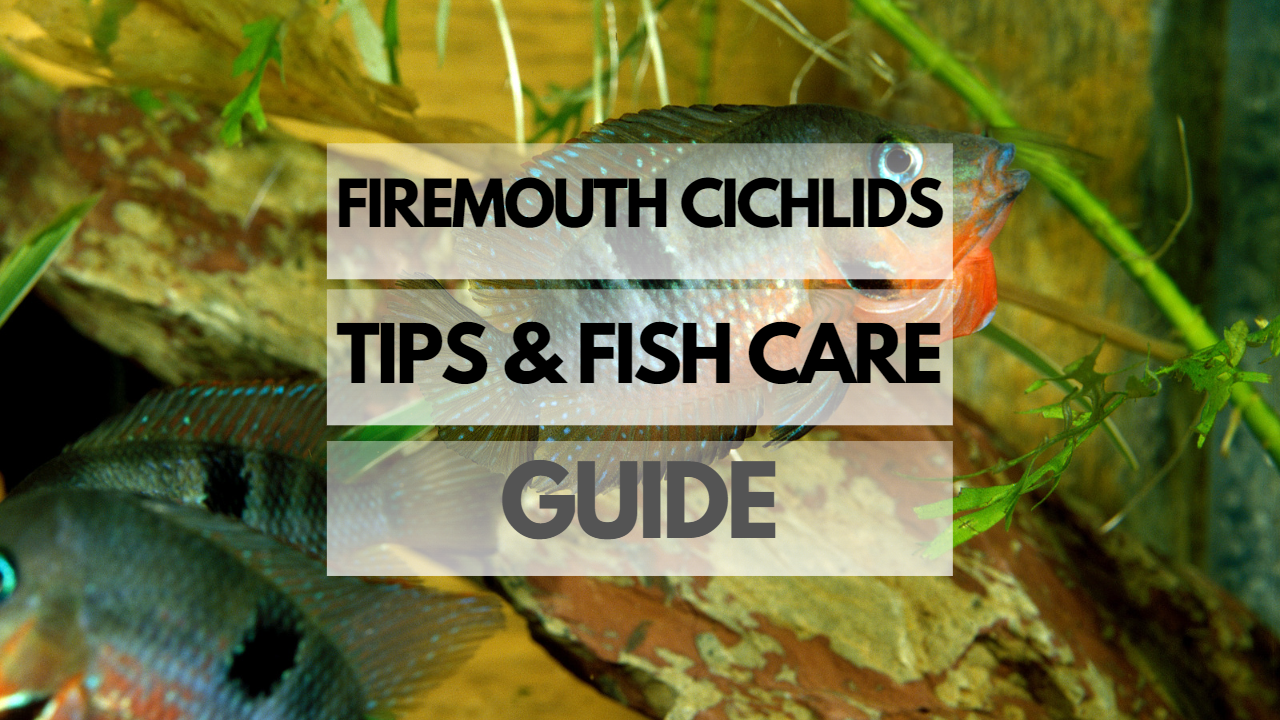 Pet Firemouth Cichlid