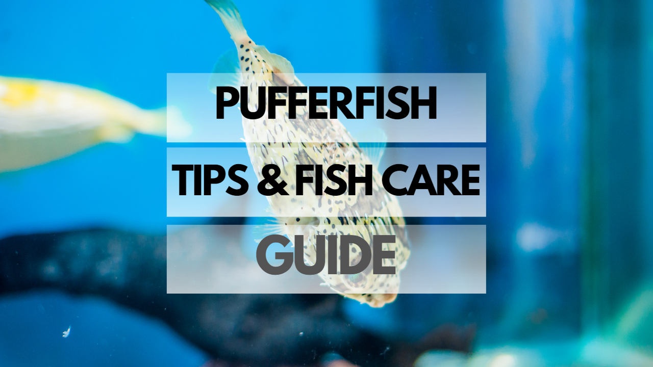 Pet Pufferfish