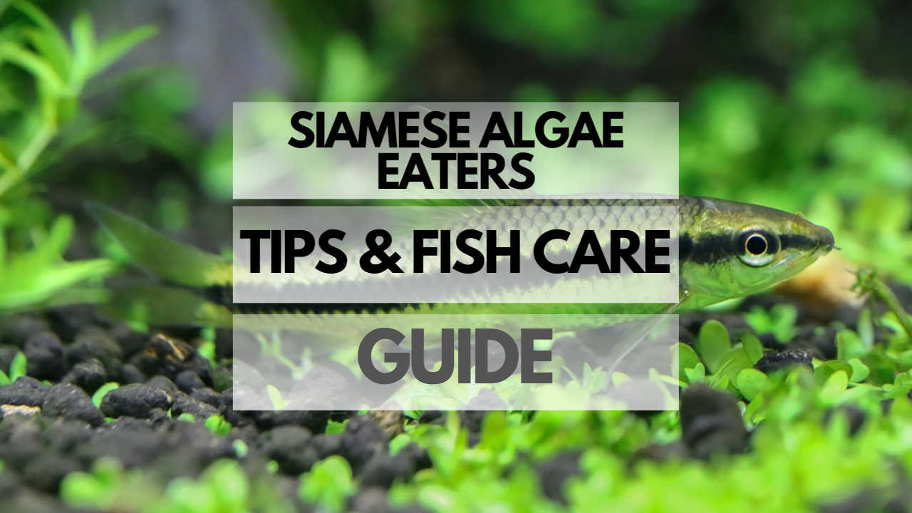 Pet Siamese Algae Eater